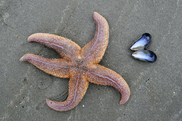 Starfish on a beach, next to a mussel shell.