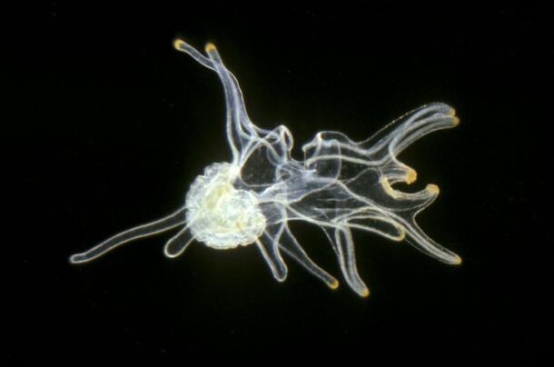 Starfish larva floats deep beneath the ocean's surface.