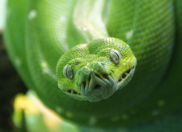 Closeup of a snake's head resting on its coiled body.