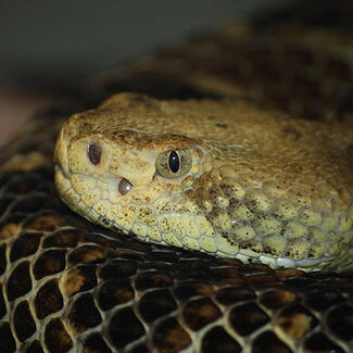Closeup of the head of a snake resting on its coiled body.