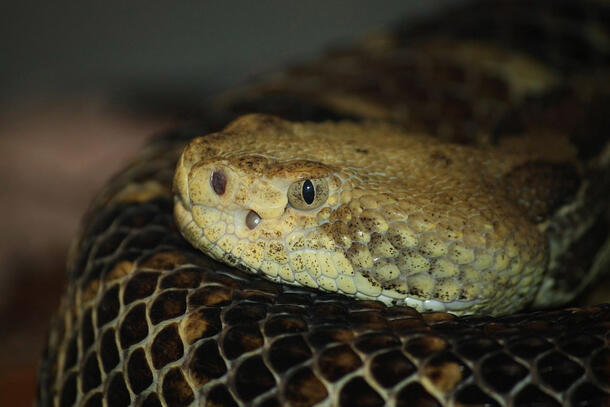 Closeup of the head of a snake resting on its coiled body.