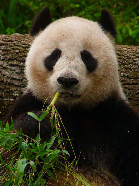 Giant Panda Wang Wang