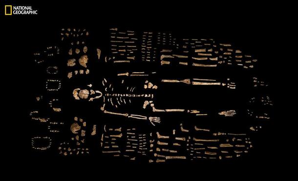 On a flat surface, a composite skeleton of Homo naledi. Surrounding it are hundreds of additional fossil bone fragments corresponding to parts of the skeleton.
