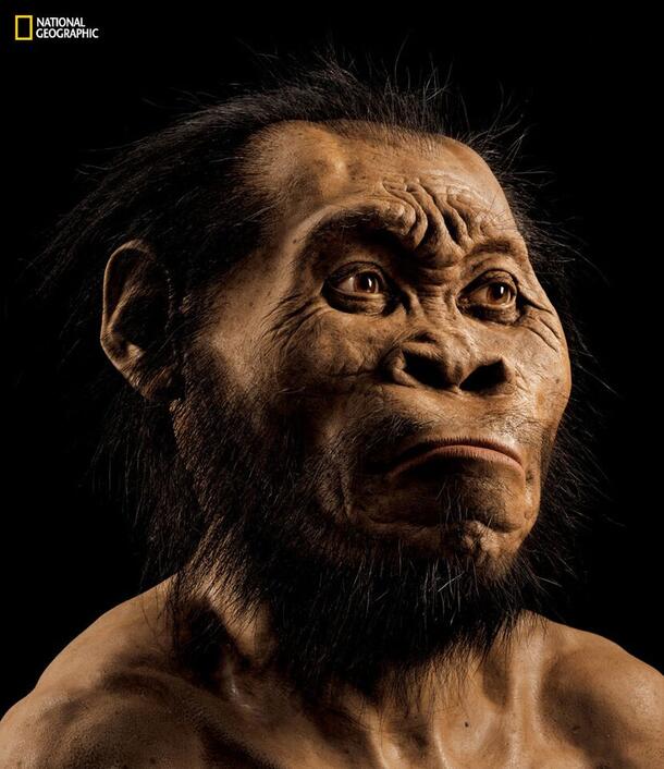 An artist's reconstruction of a prehistoric human relative based on fossils discovered in South Africa