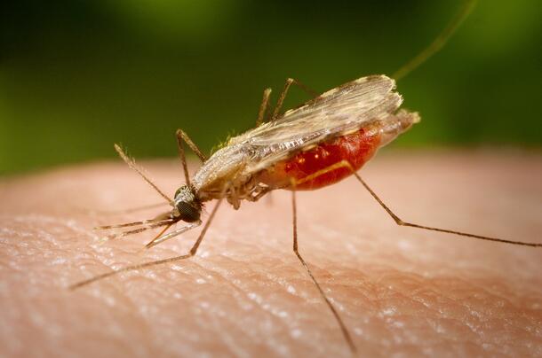 Close-up of an Anopheles mosquito feeding on human skin