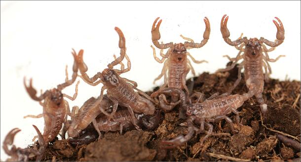Eight emperor scorpions on dirt. Four of the scorpions have their chelicerae raised. 