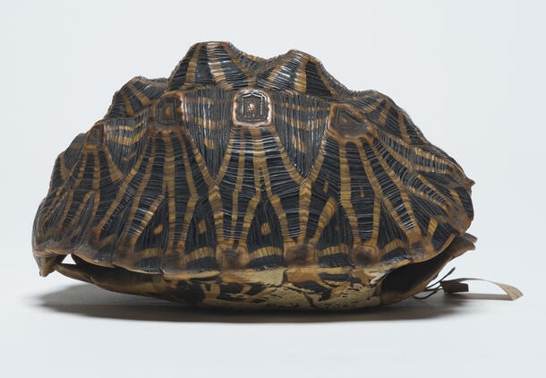 Turtle shell specimen with a geometric, triangular pattern on the shell.