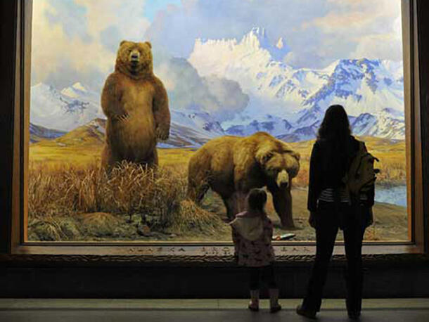 Two visitors view the Alaska Brown Bear diorama.