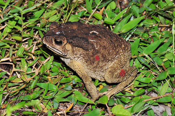 A dark colored toad, the Duttaphyrynus melanostictus of Madagascar, on a ground covering of small leaves and grass.