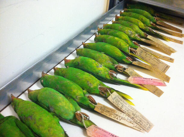 Fourteen brightly colored palm lorikeet specimens with labels on their feet on a tray.