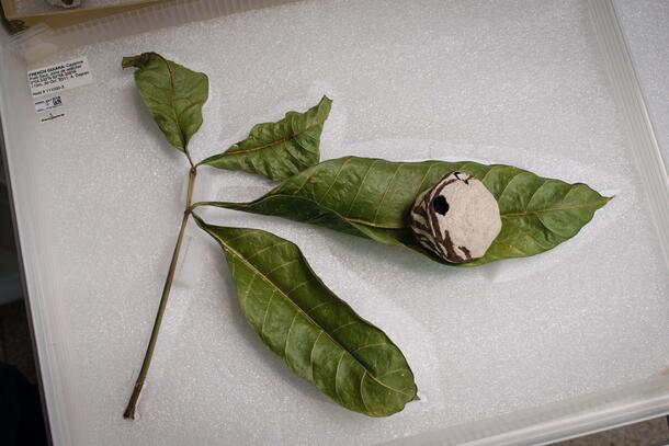 Twig with four leaves and a small two-toned wasp nest on the largest leaf placed in a specimen box.