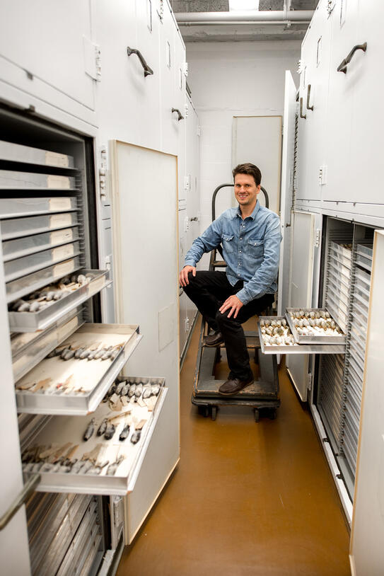 Scientists Brian Smith sits on a small, rolling ladder between collections storage drawers with five drawers open to reveal labeled bird specimens.