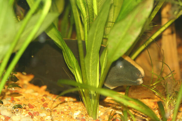Black Ghost Knifefish peeps out from behind an underwater plant.