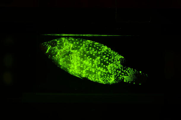 Glowing, brightly colored fish with rows of dots along its body against dark background.