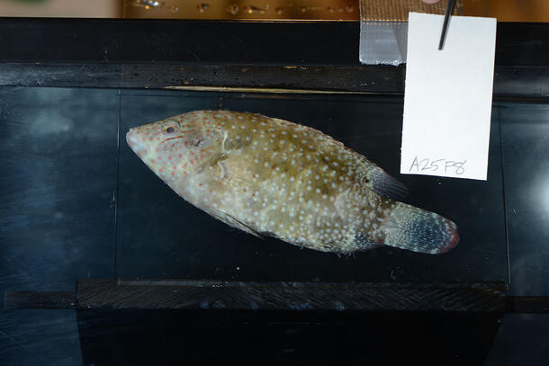 A spotted fish specimen with a light colored body and darker colored tail lying on a dark surface. 