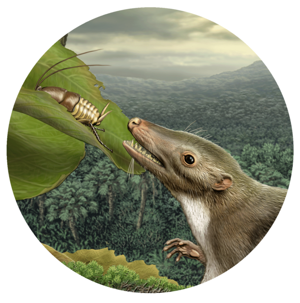 Circular illustration of mammal with long nose approaching an insect on a leaf with open mouth, and lush forest in the background.