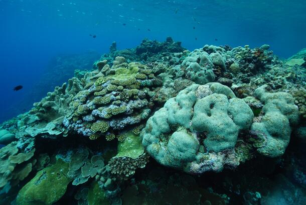 Borokua coral cover