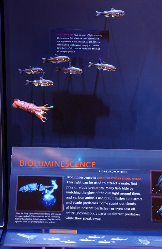 Photo of an exhibit about lanternfishes and bioluminescence.