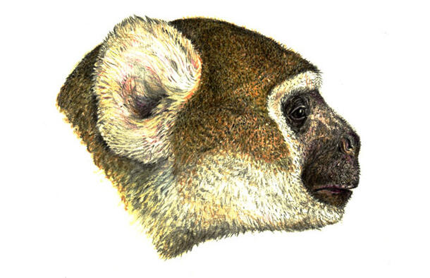 Illustration of side profile of Chilecebus carrascoensis.