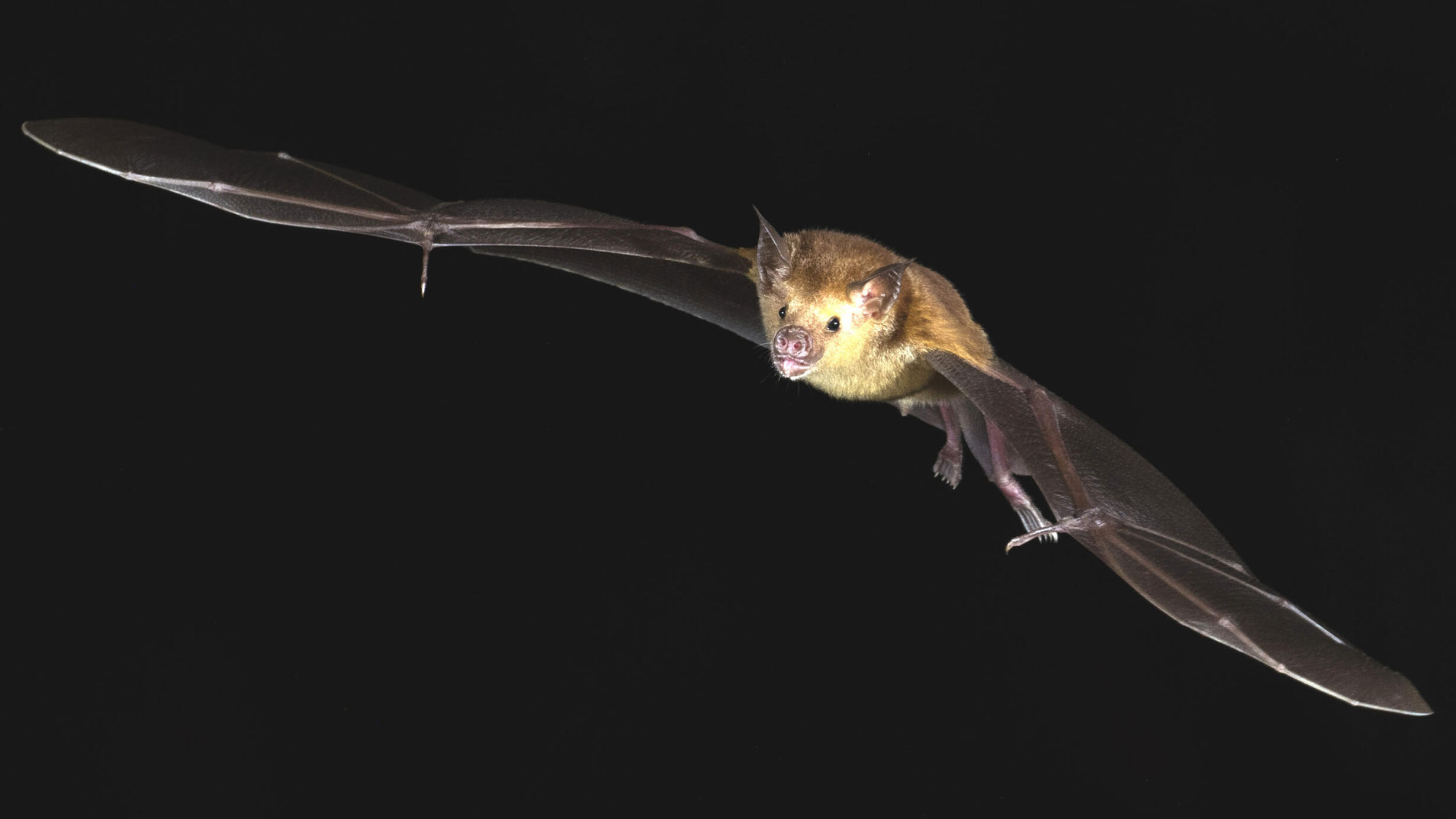 Buffy flower bat (Erophylla sezekorni) with its wings spread wide. 