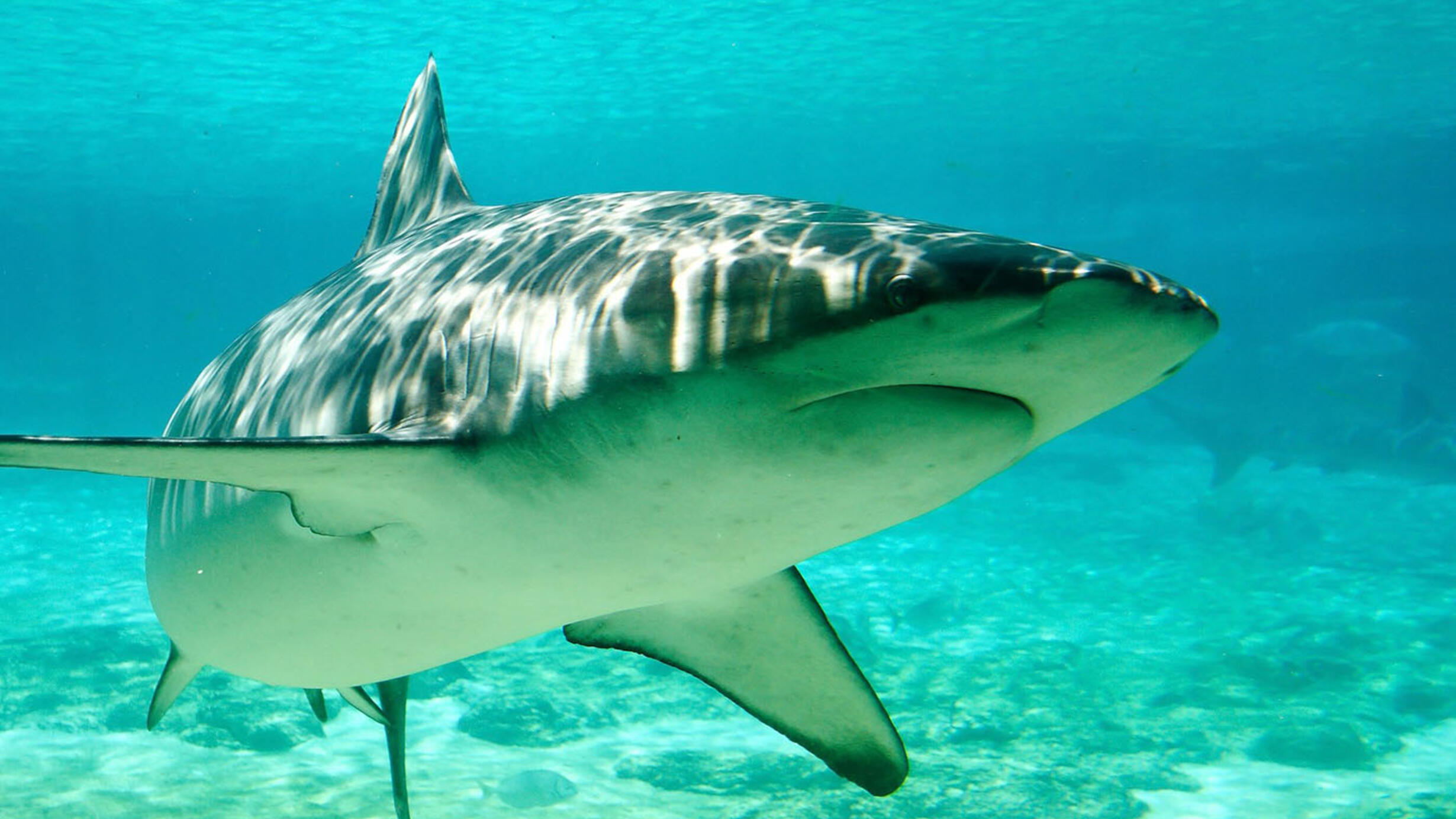 Dusky Shark swims in shallow water.