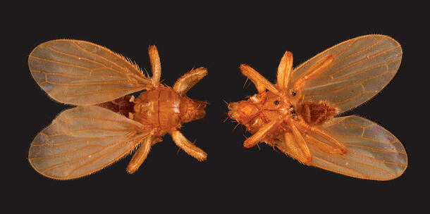 Two views of the parasitic fly Trichobius frequens.