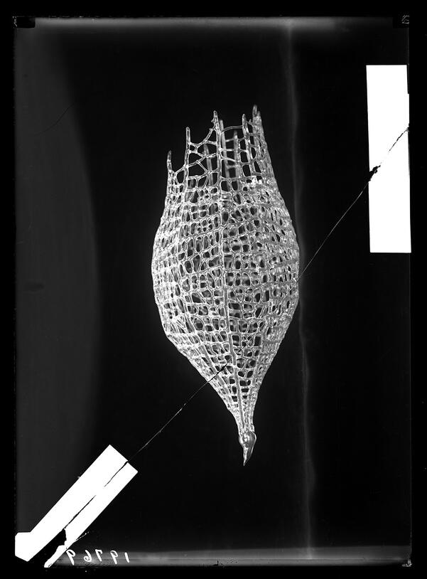 Glass model radiolarian.