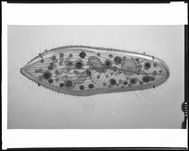 Glass model of single-celled fresh-water animal Paramecium caudatum.