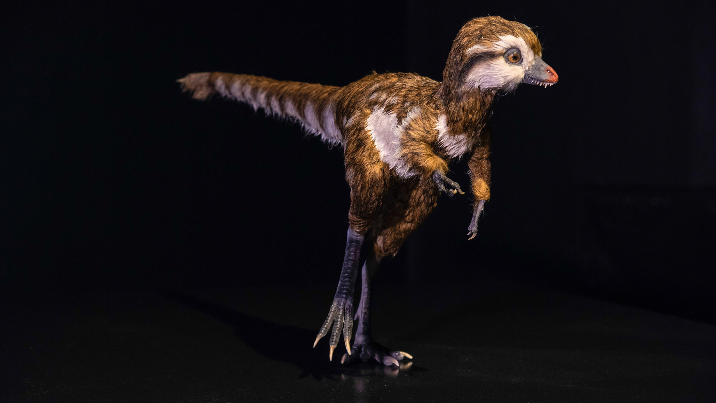 Model of a T. rex hatchling with feathers. 