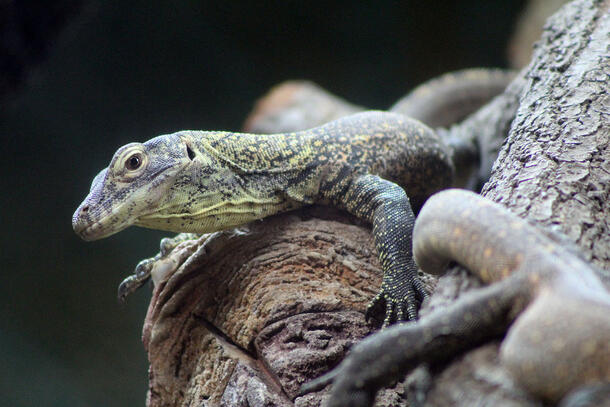 Juvenile Komodo dragon on a branch.