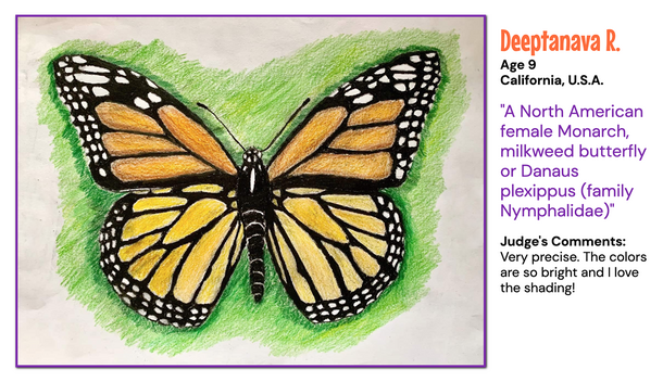 Drawing of a monarch butterfly done in an illustrative style.