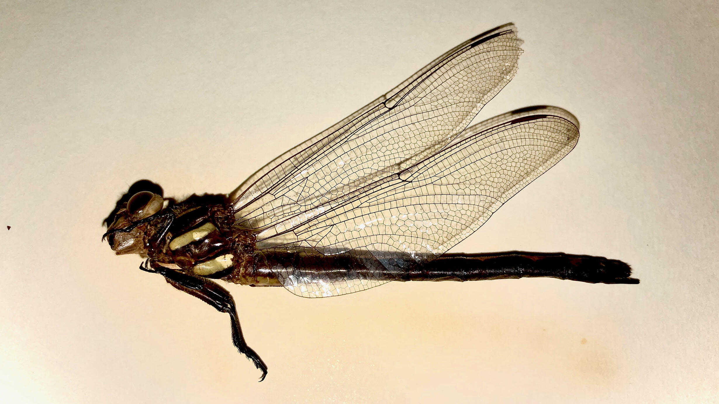 Dragonfly specimen.