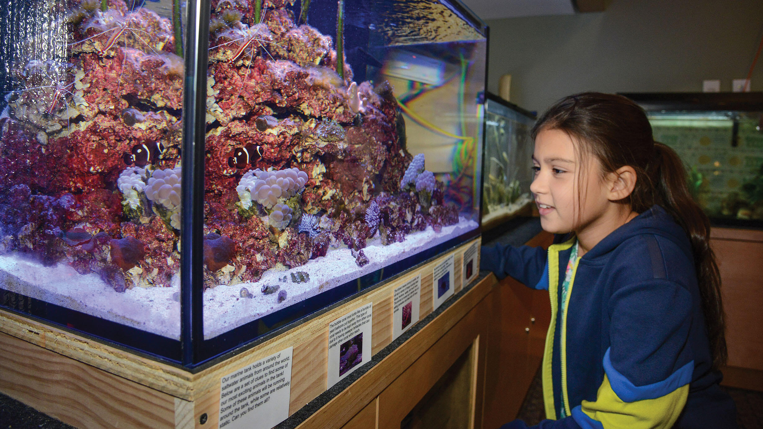 A girl observes a tropical coral reef exhibit inside a tank. 