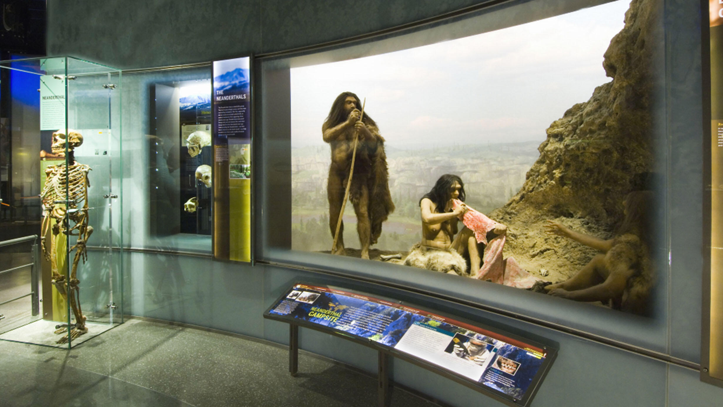 View of the Spitzer Hall of Human Origins, skeleton mount on the left, and a Neanderthal tableau to the right.
