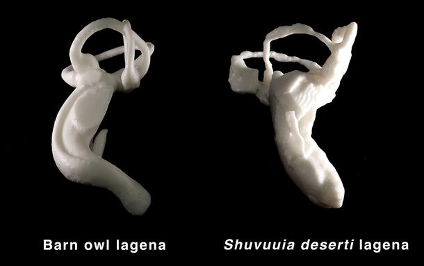 Lateral side-by-side views of a Barn owl lagena and shuvuuia deserti lagena.