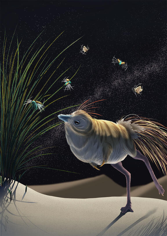 Artist rendering of Shuvuuia deserti chasing insects.