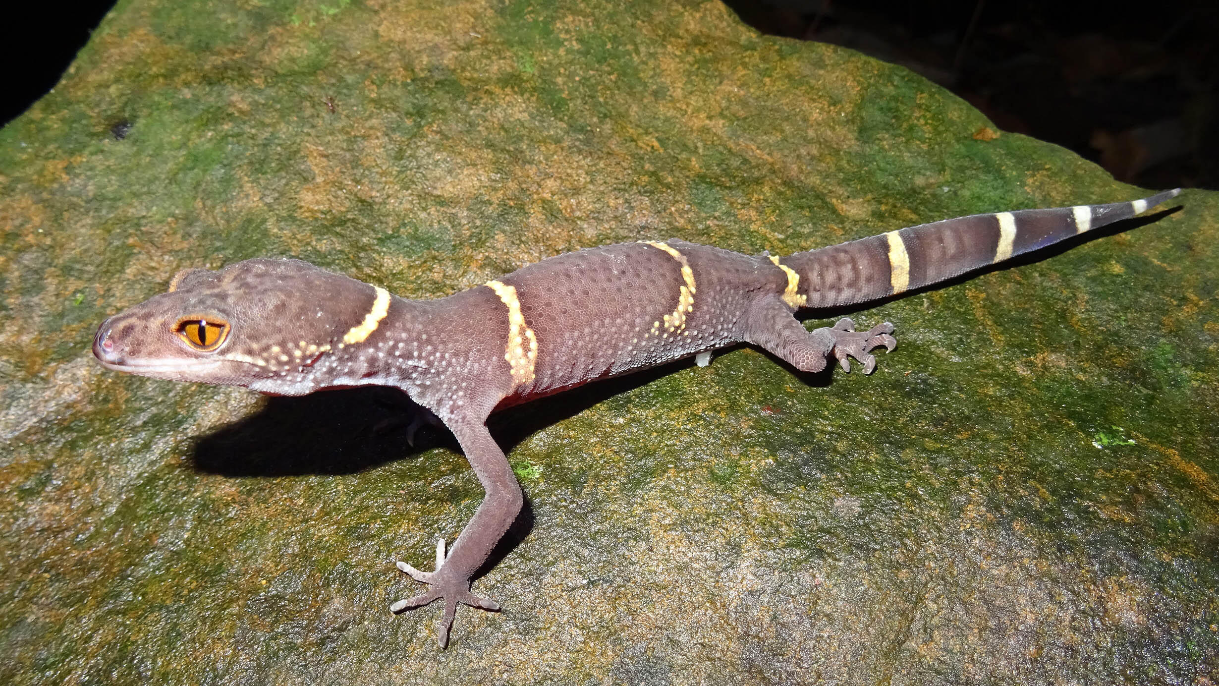 A tiger gecko strikes an alert pose on a mossy rock.