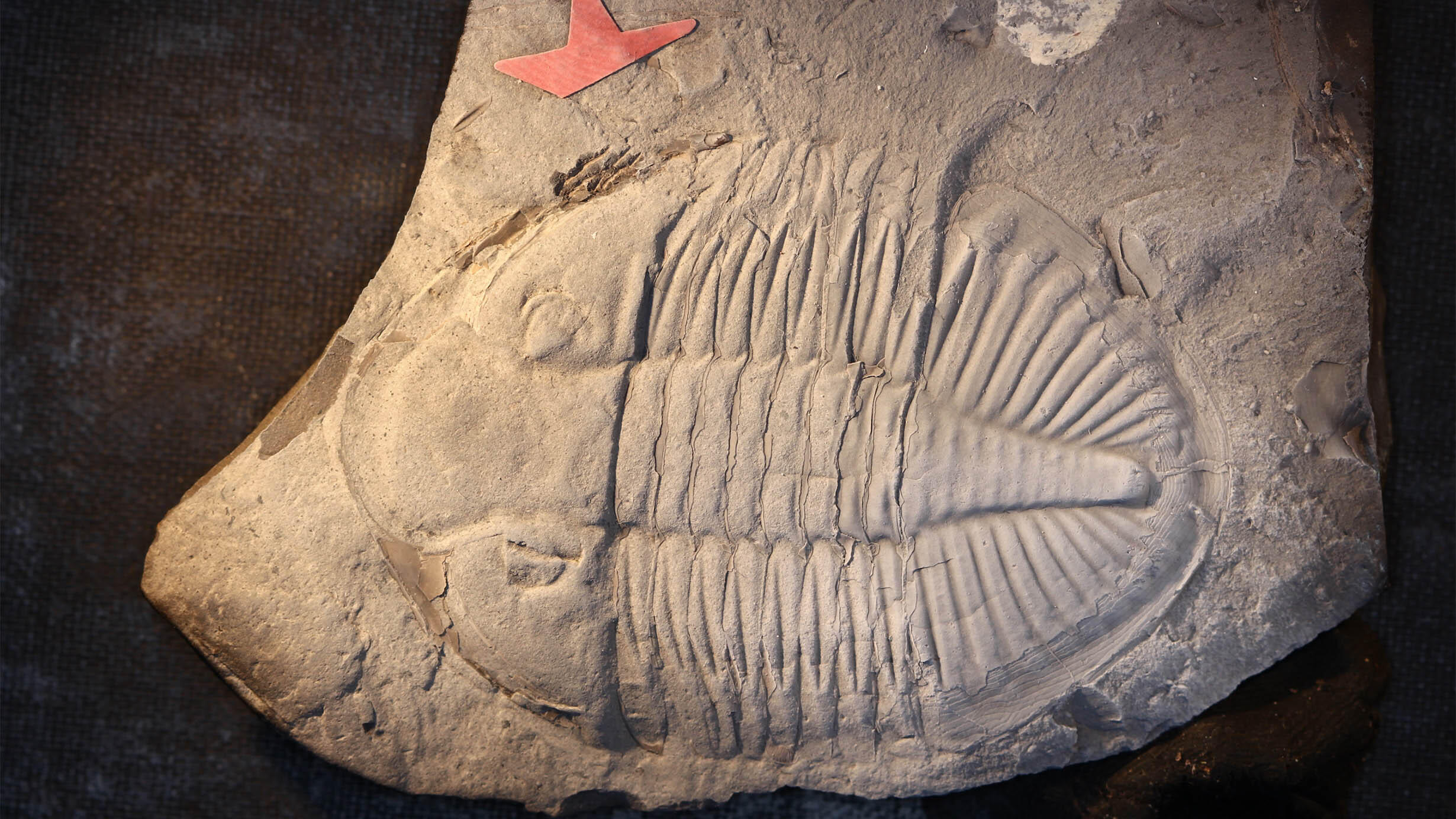 Trilobite fossil specimen with eight segments in thorax and many more segments in tail. 