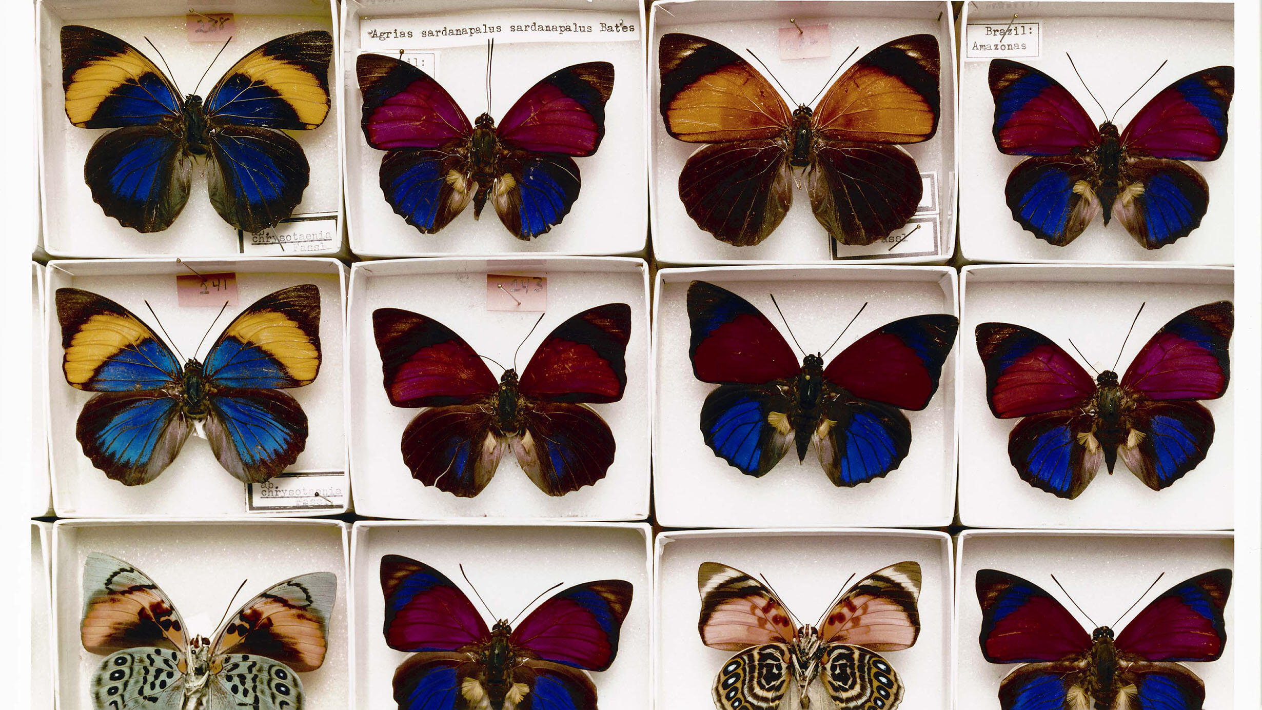  Twelve multi-colored butterfly specimens in rows of four, each housed in a small box.