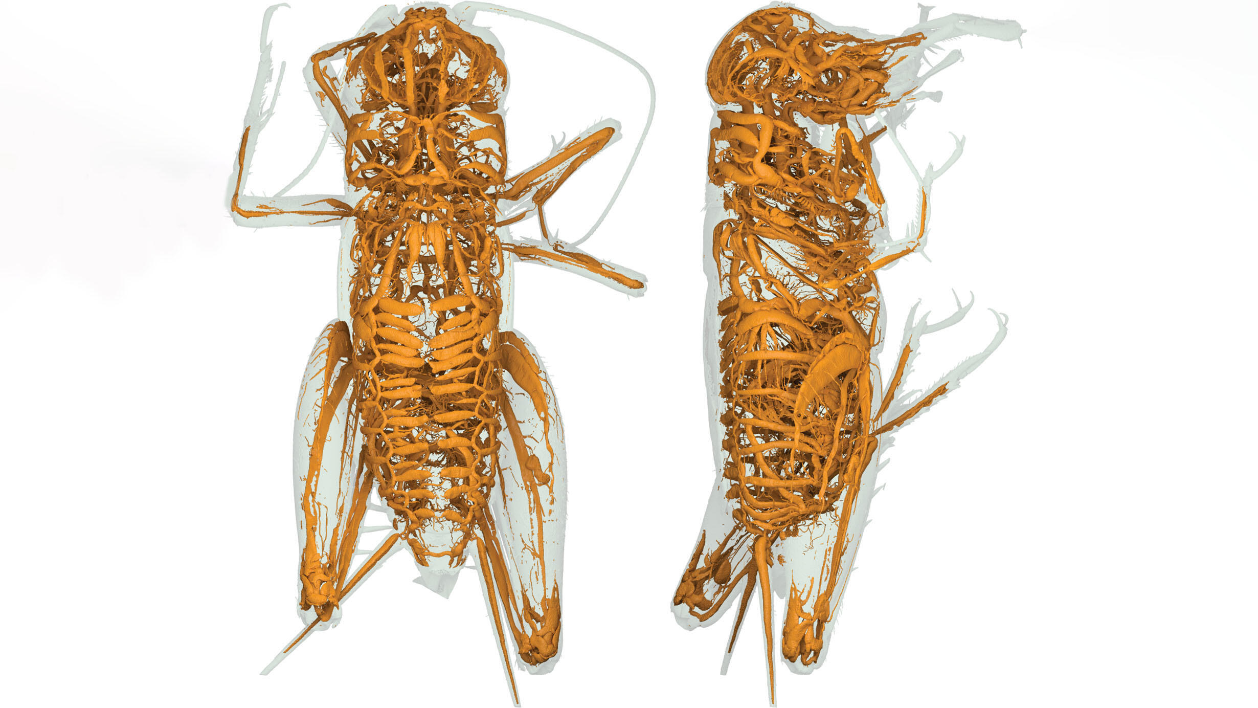 Side-by-side scans of a field cricket from above and the side with tracheal systems depicting in bright color against light background.