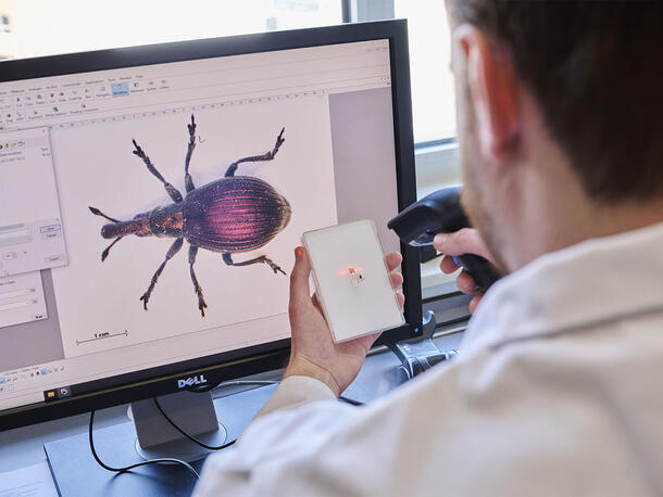 Person, pictured from the back, scans a barcode on a rectangular label as a digital representation of an insect specimen appears on the desktop computer screen in front of him.