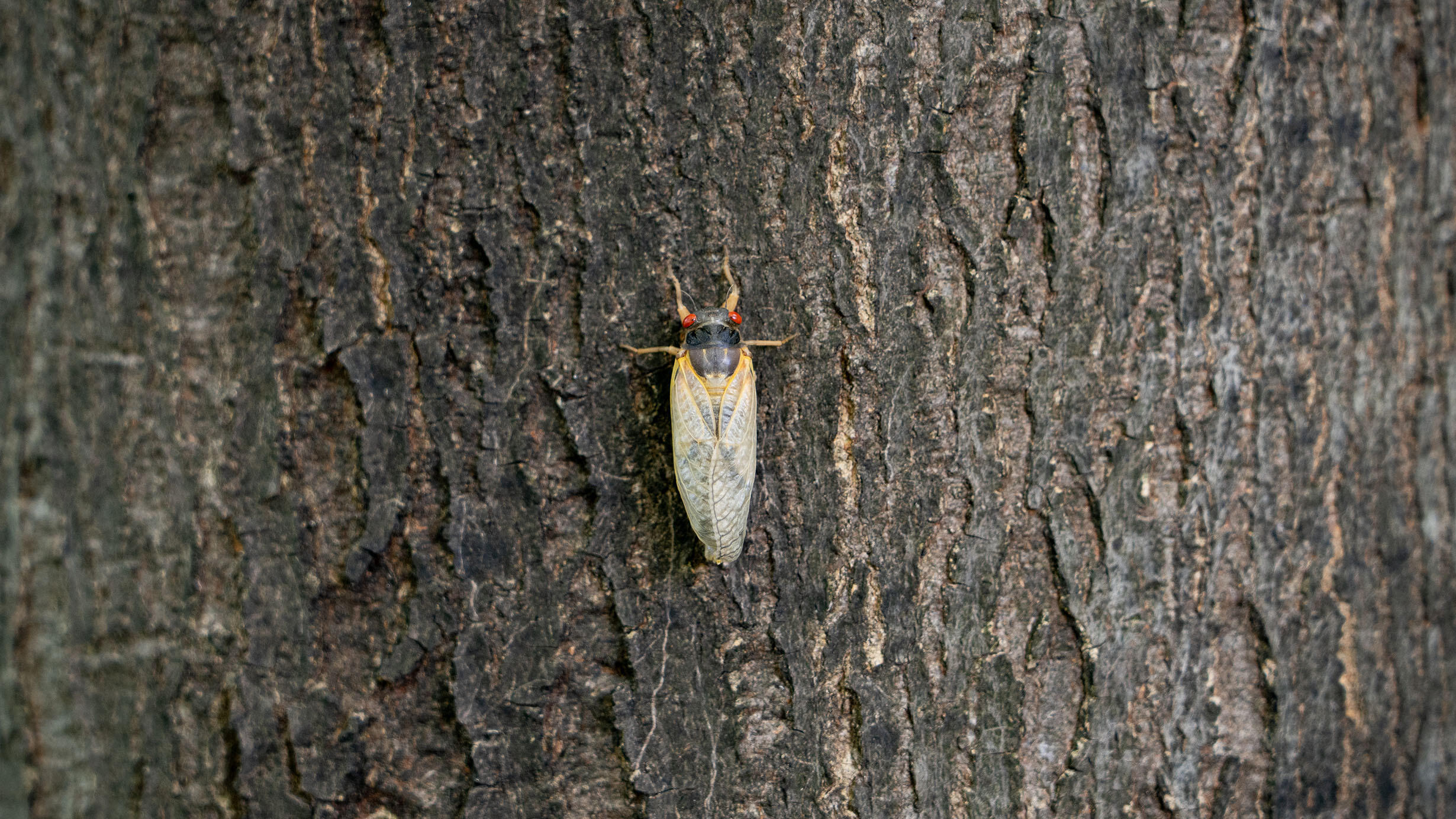Close-up on a single cicada on a tree.