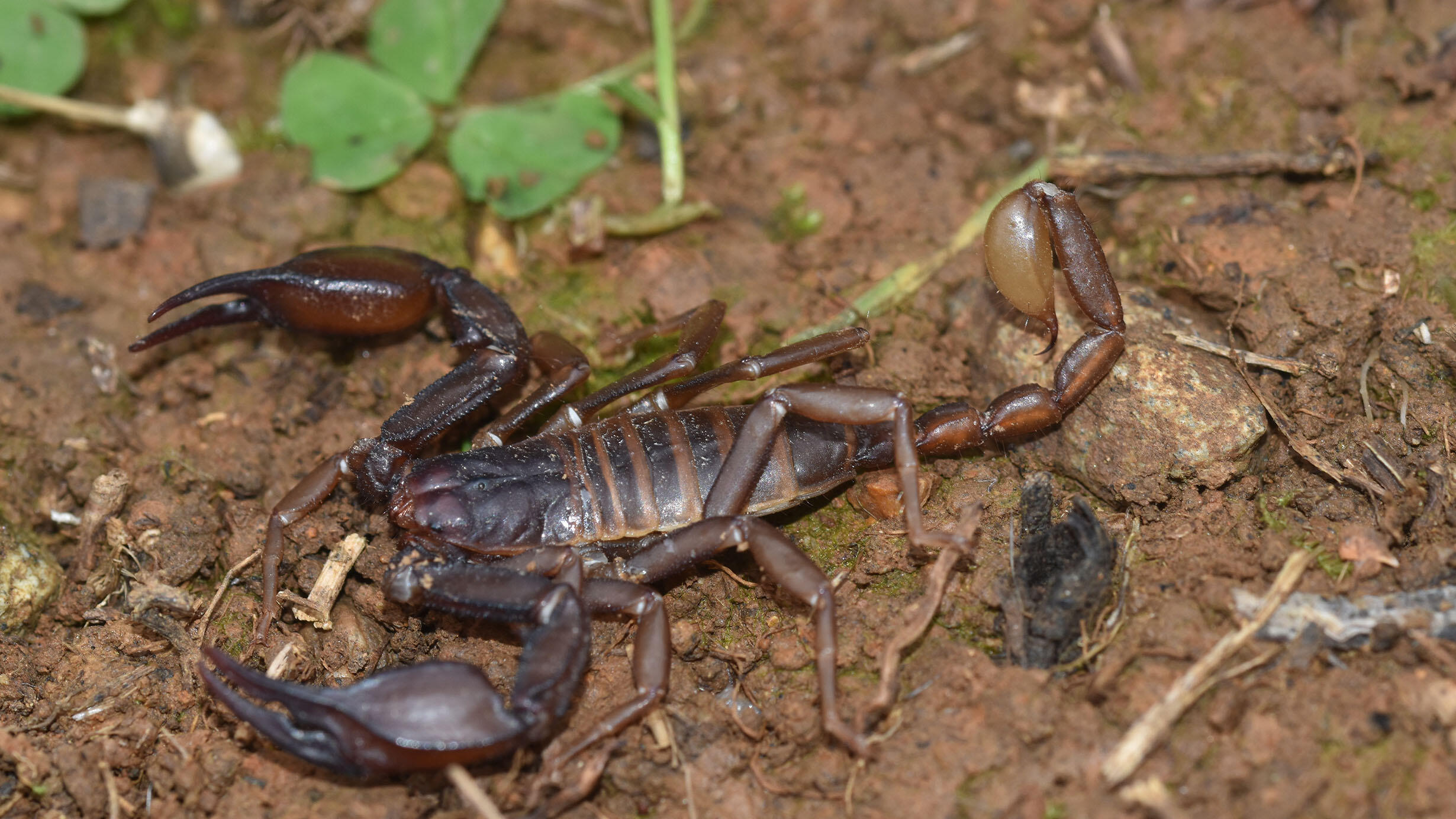 Close-up on a scorpion, a Euscorpius Olympus, on dirt.