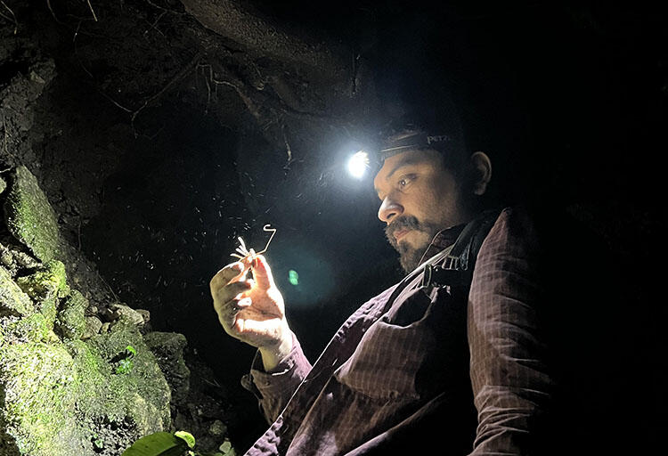 Jairo Moreno-González wearing a head lamp and holding a new species of whip spider.
