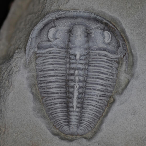 Trilobite specimen with fifteen segments in thorax and few in the tail. 