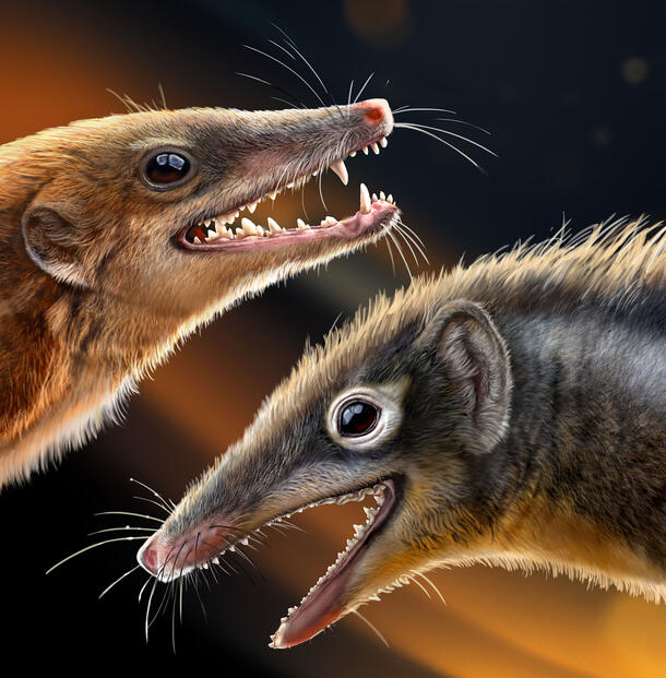 Close-up on the heads of two small mammals, facing opposite directions, both with long mouths, sharp teeth and whiskers.