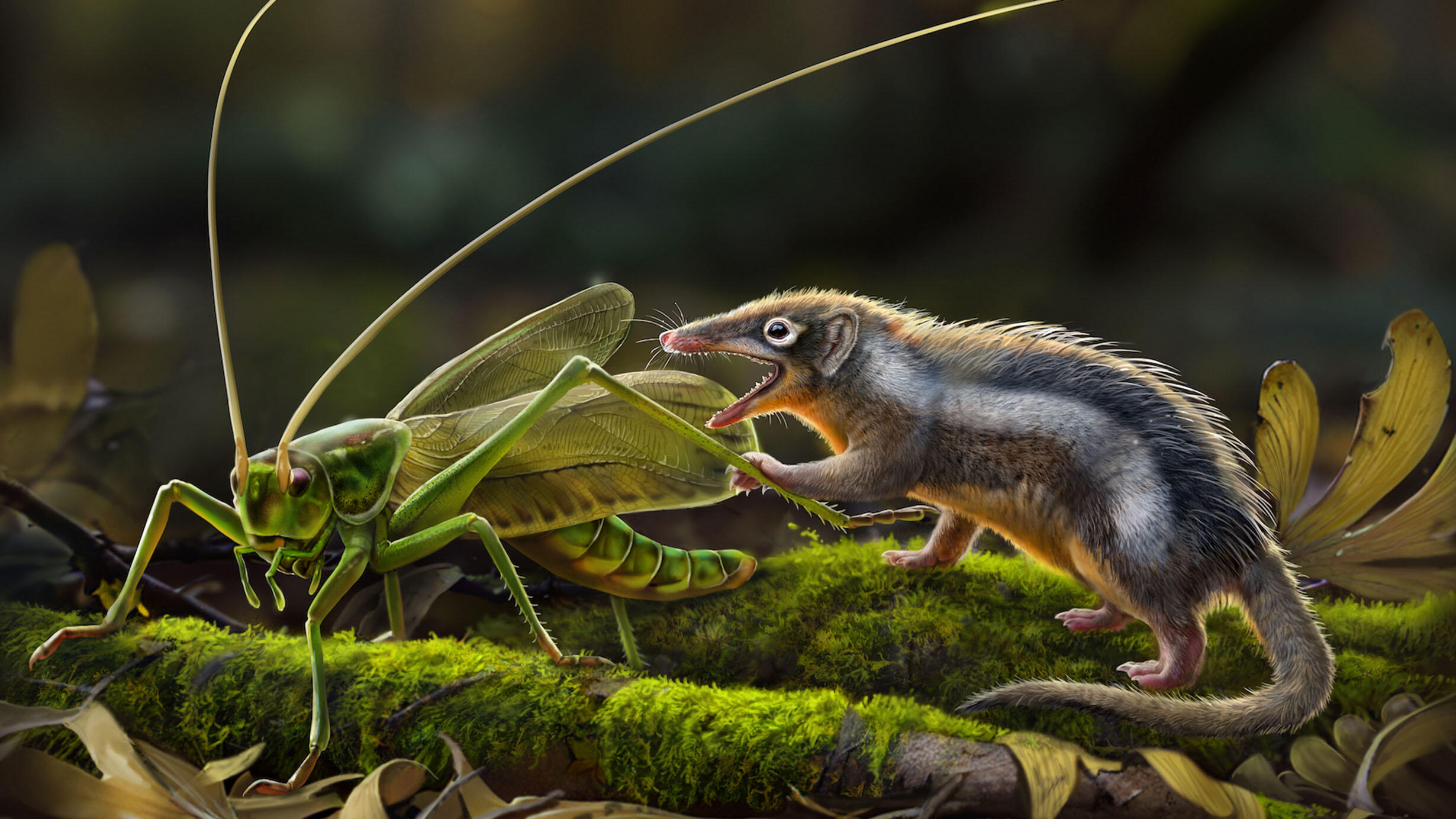 Artist's rendering of a fereedocodon chowi small mammal approaching a similarly sized grasshopper with a long, open mouth full of sharp teeth.