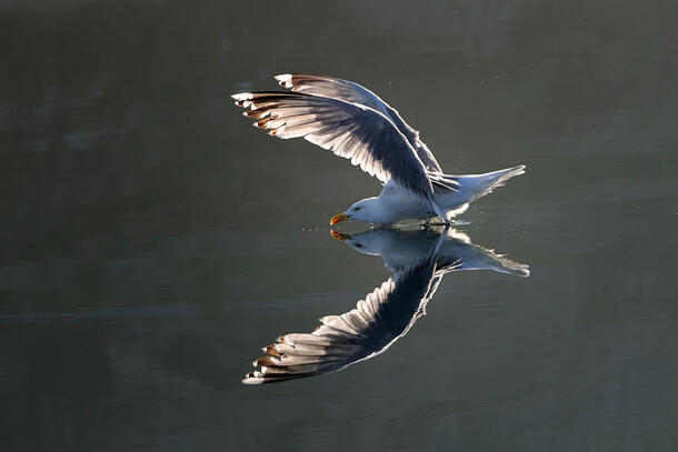 A herring gull with its wings outspread skimming just over water with its reflection mirrored clearly in the water.