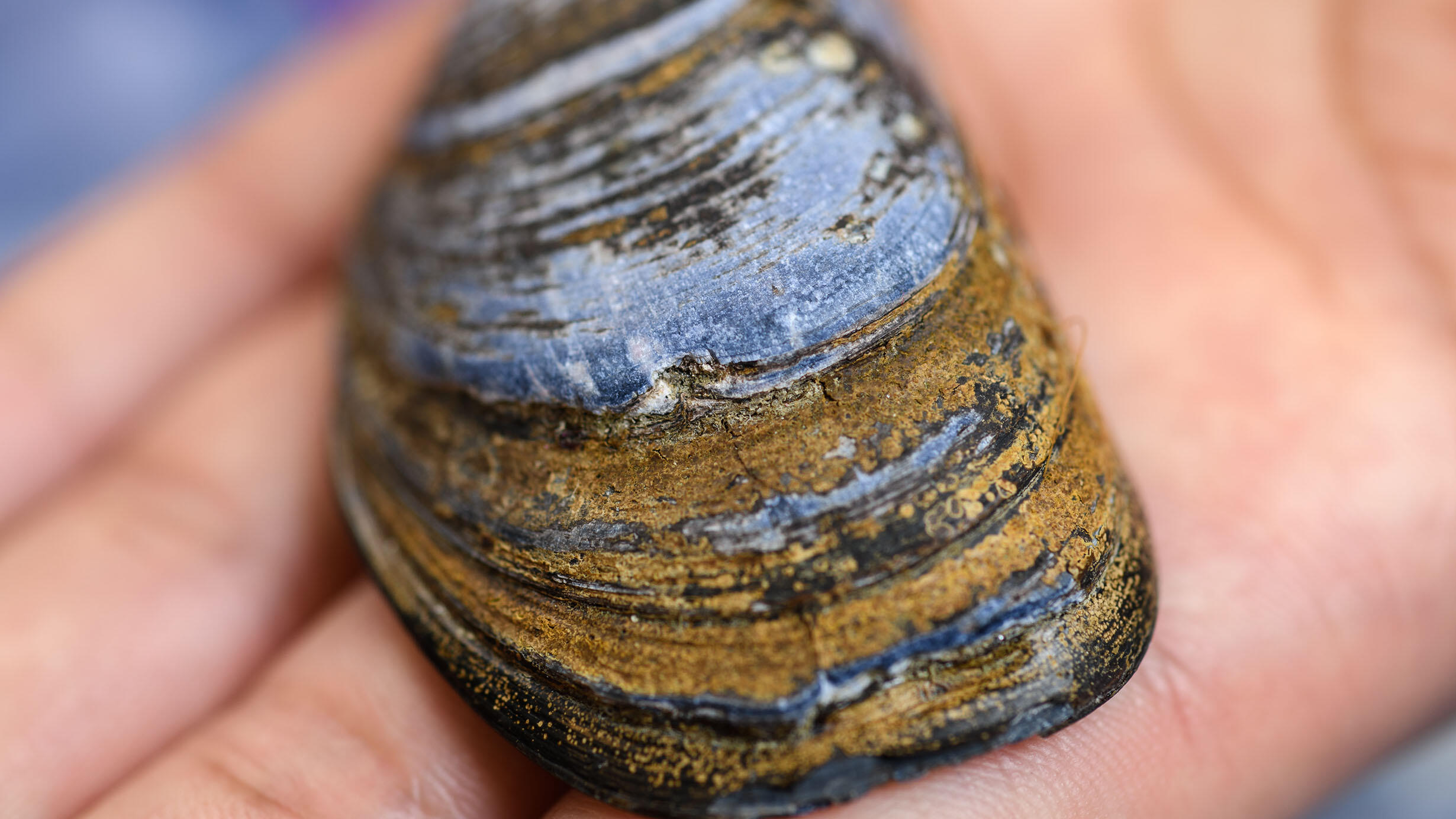 Close-up on a mussel shell on someone's hand.