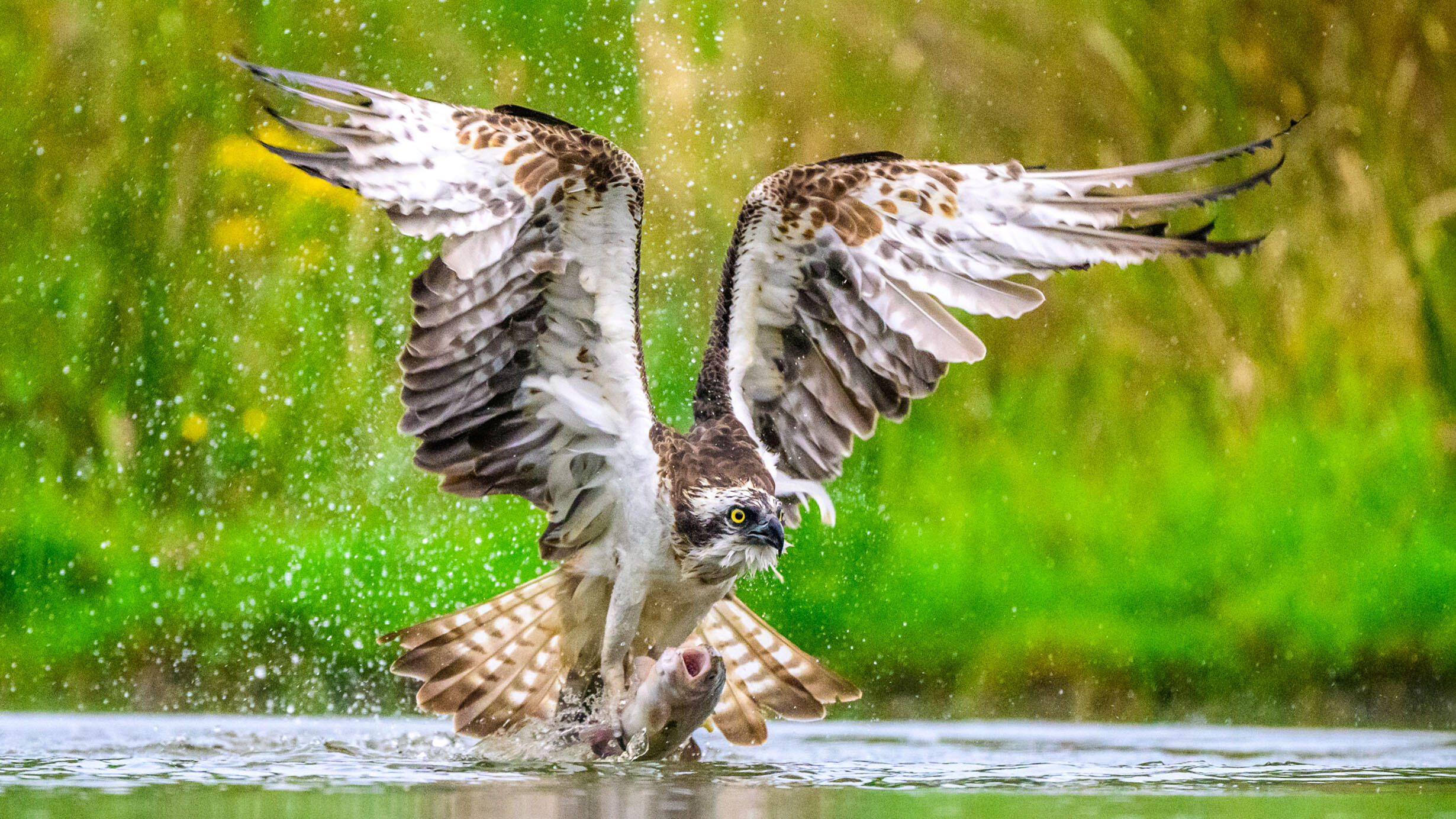 An osprey with its large wings outspread snatching a fish out of water with its talons. 
